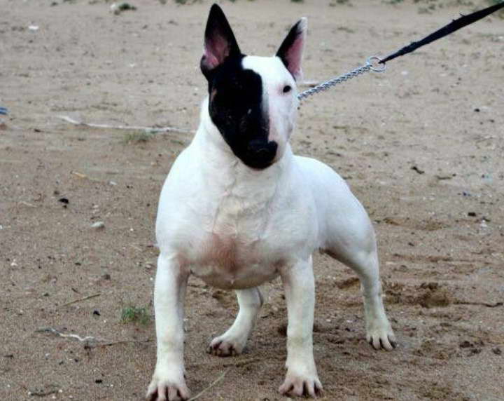 Rare Bull Terrier Colors