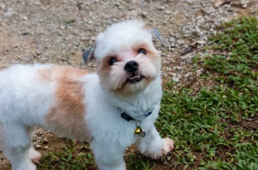 Rat Terrier And Shih Tzu Mix