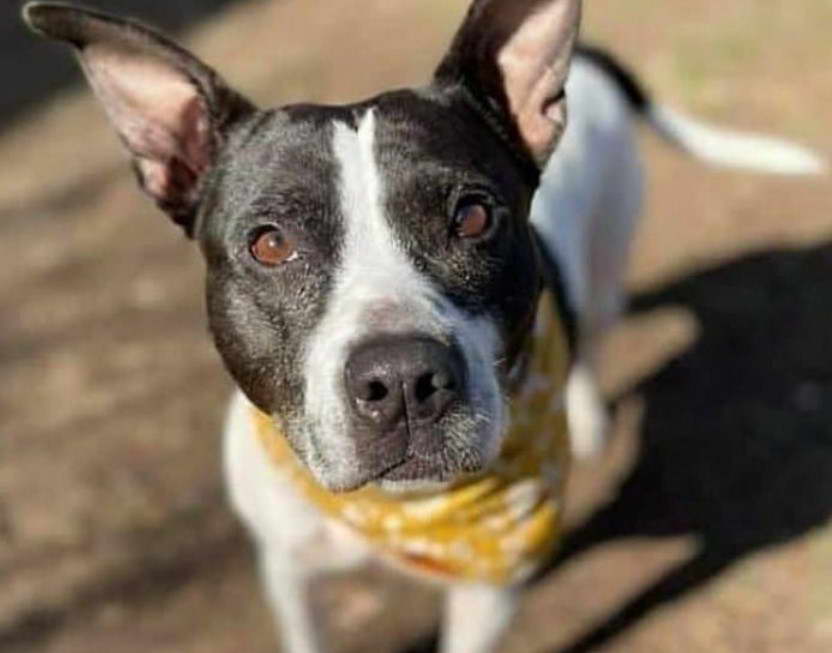 Rat Terrier Bulldog Mix