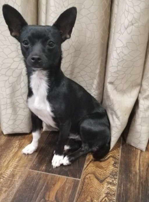 Rat Terrier Chihuahua Dachshund Mix