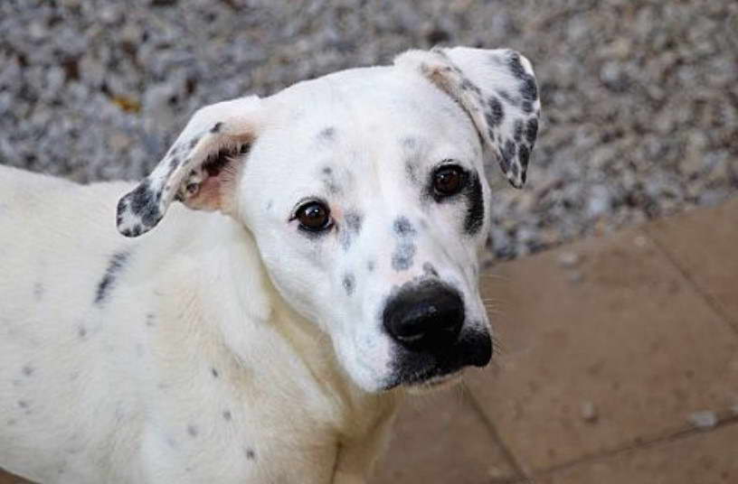 Rat Terrier Dalmatian Mix