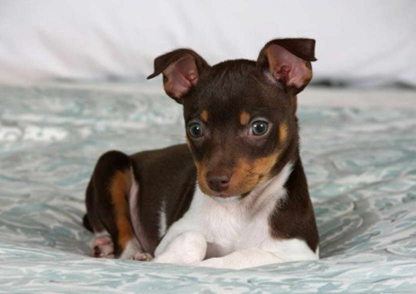 Rat Terrier Ears