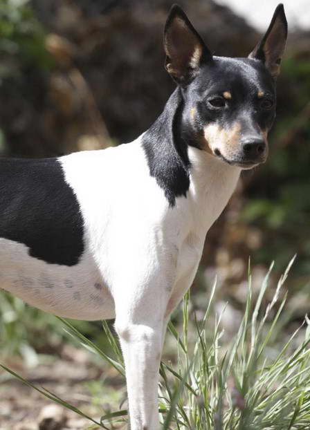 Rat Terrier Feist Mix