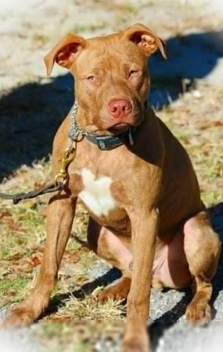 Red Pitbull Terrier