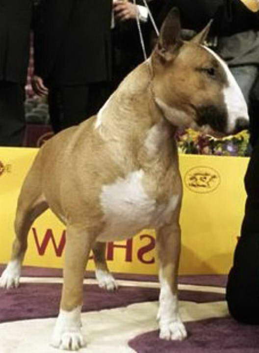 Rufus Bull Terrier