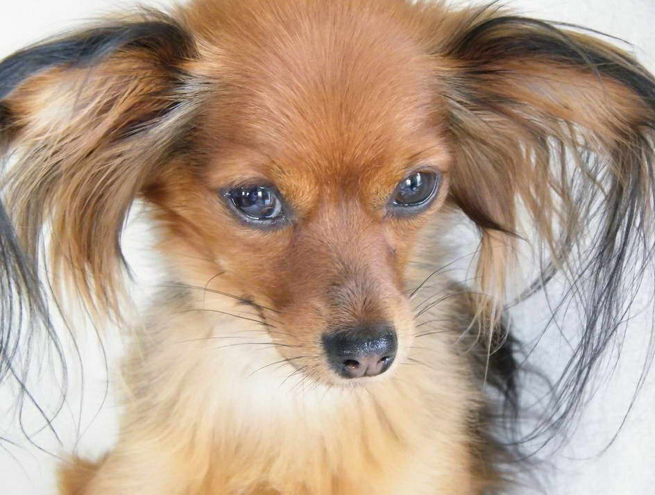 Russian Toy Terrier Long Hair