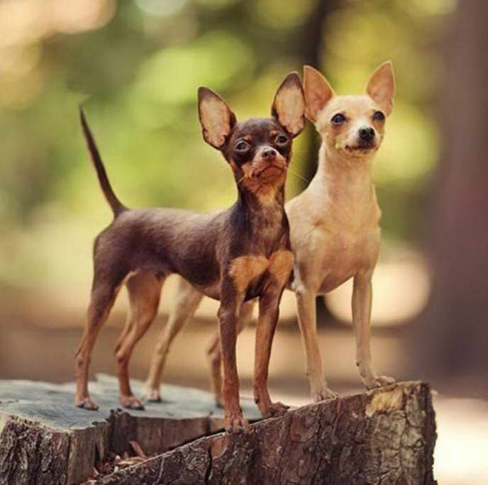 Russian Toy Terrier Vs Chihuahua