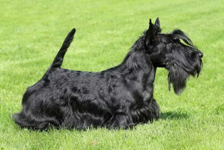 Scottish Terrier Cost