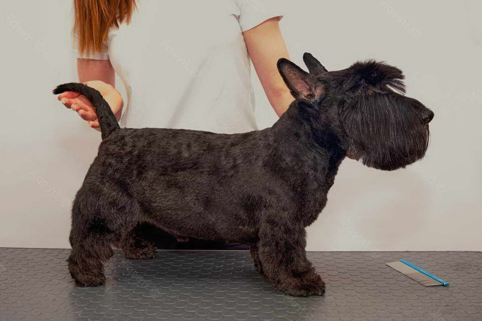 Scottish Terrier Cut