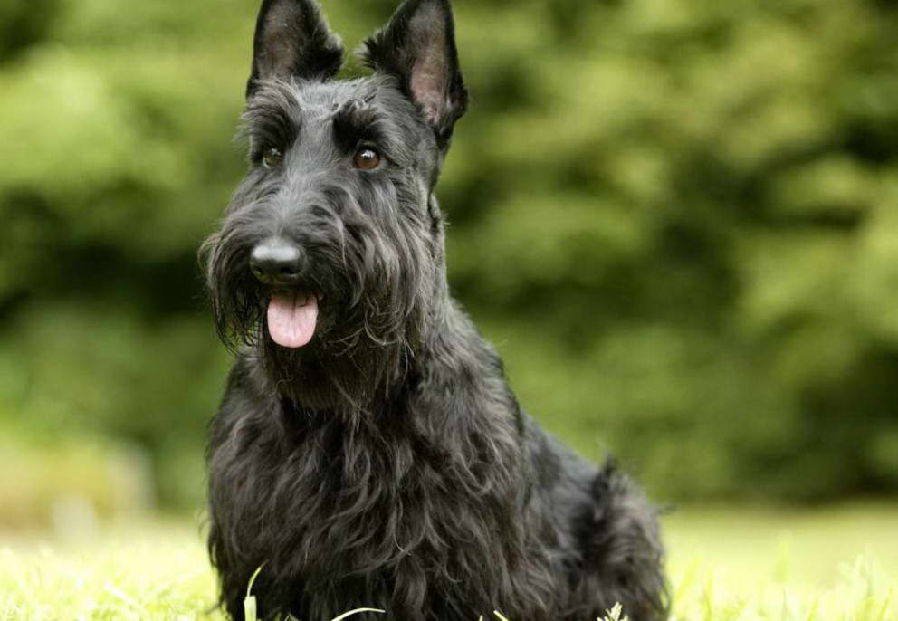 Scottish Terrier Puppies For Sale California