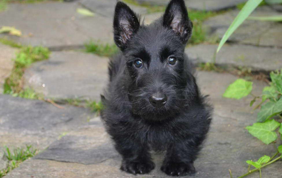 Scottish Terrier Puppies For Sale NC