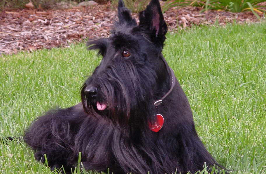 Scottish Terrier Rescue Florida