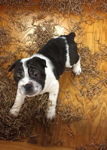 Shar Pei Boston Terrier Mix