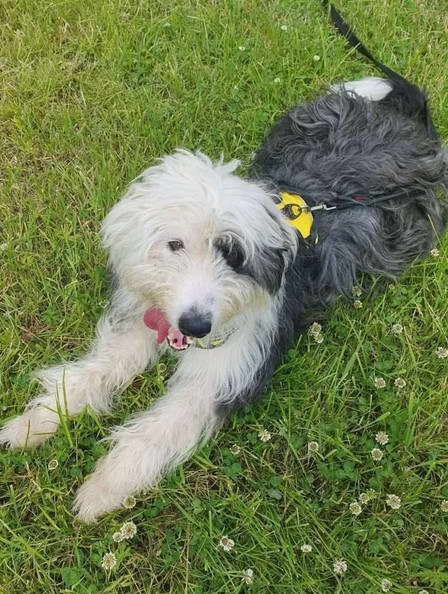 Sheepdog Terrier Mix