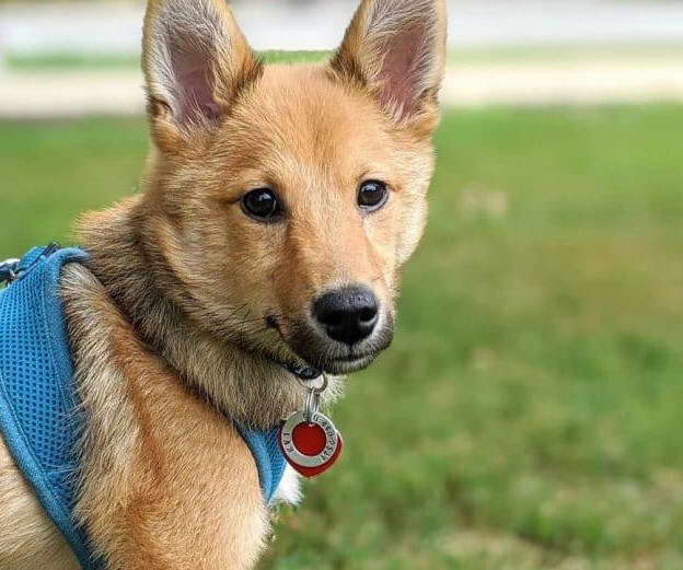 Shiba Terrier Mix