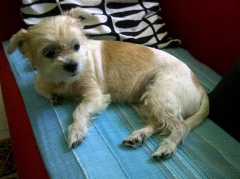 Shih Tzu Chihuahua Terrier Mix