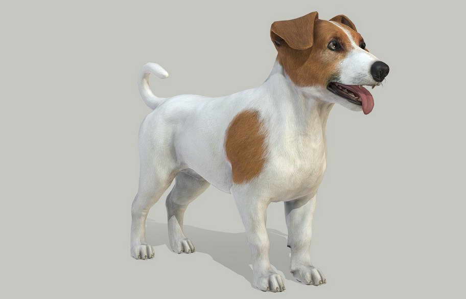 Show Me A Picture Of A Jack Russell Terrier