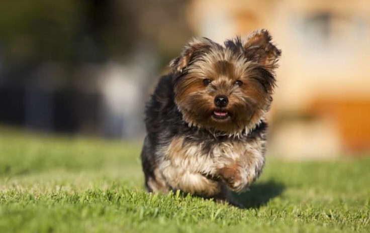 Silky Terrier Puppies For Sale Near Me