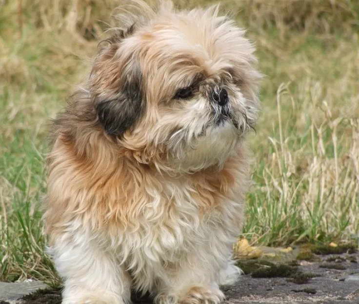 Silky Terrier Shih Tzu Mix