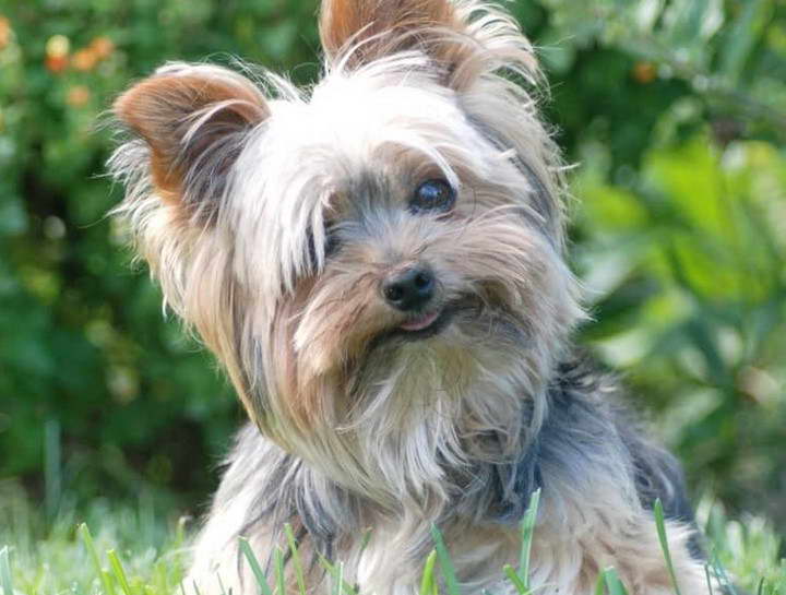 Silver Yorkshire Terrier