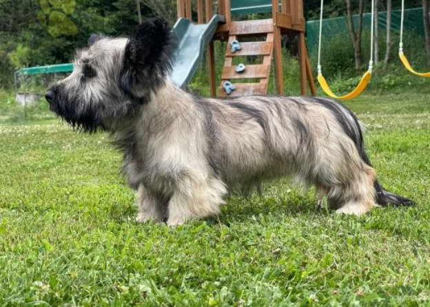 Skye Terrier For Sale