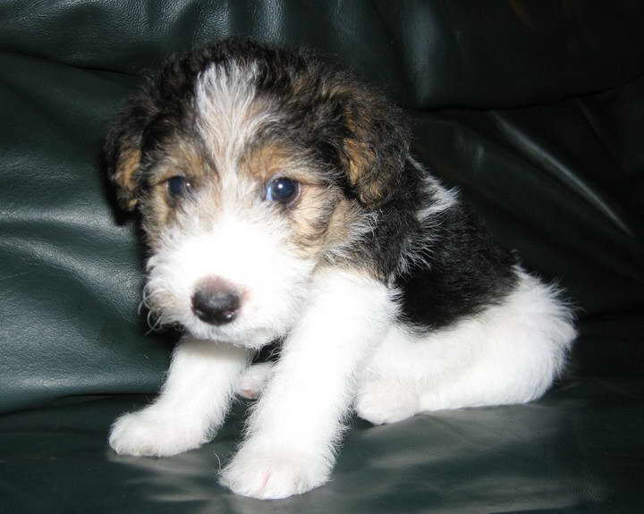 Smooth Fox Terrier Puppies For Sale Near Me