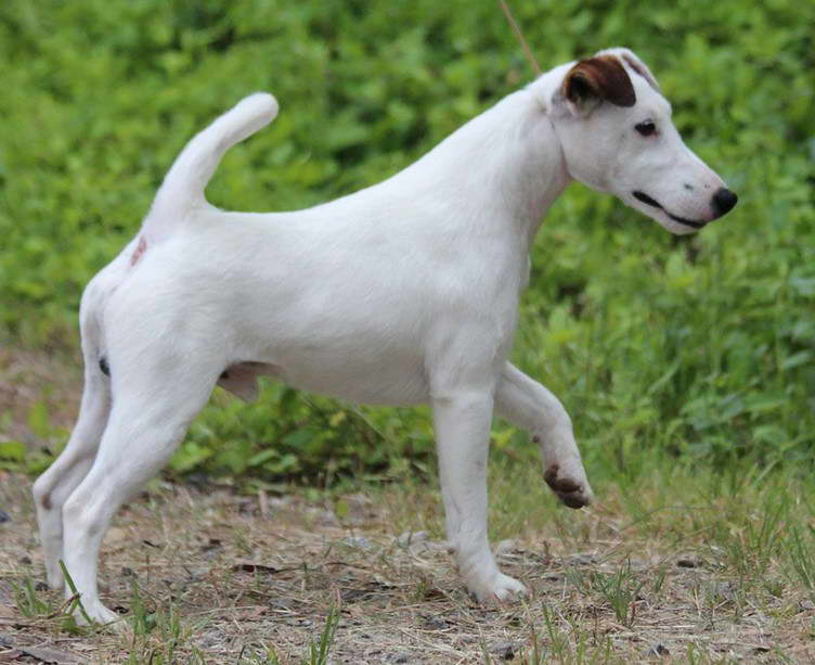 Smooth Fox Terrier Rescue