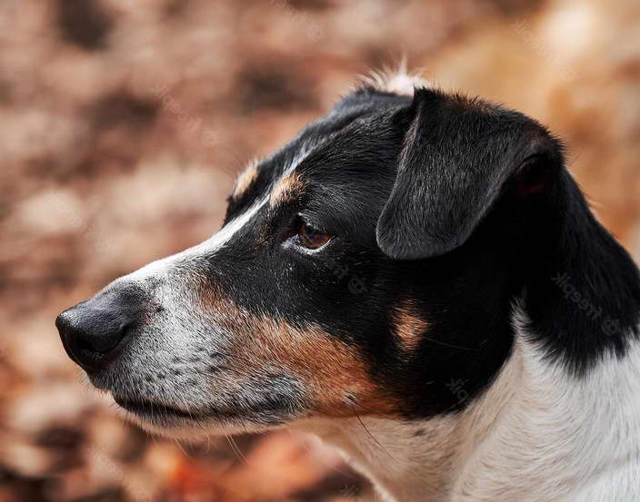 Smooth Fox Terrier Temperament