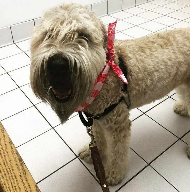 Soft Coated Wheaten Terrier Life Span