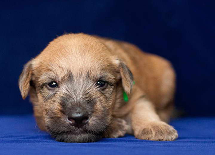 Soft Coated Wheaten Terrier Puppies Illinois