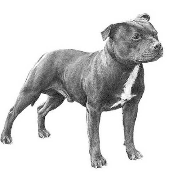 Staffordshire Bull Terrier Breeders USA