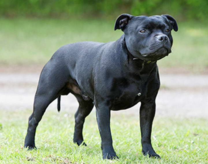 Staffordshire Bull Terrier Kennel