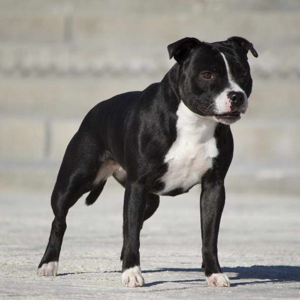 Staffordshire Bull Terrier Kennels