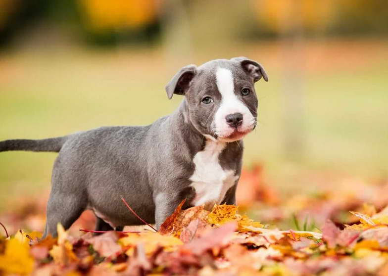 Staffordshire Bull Terrier Puppies For Sale In California