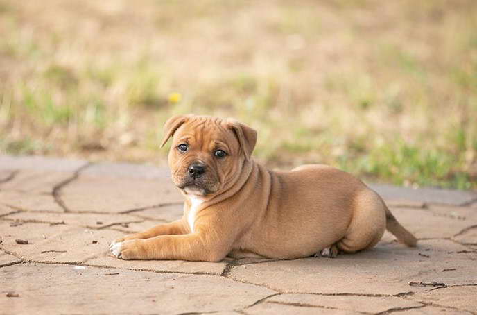 Staffordshire Bull Terrier Puppies For Sale in PA