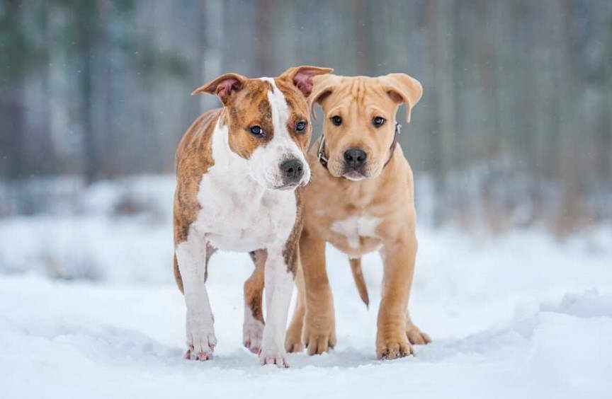 Staffordshire Terrier Adoption