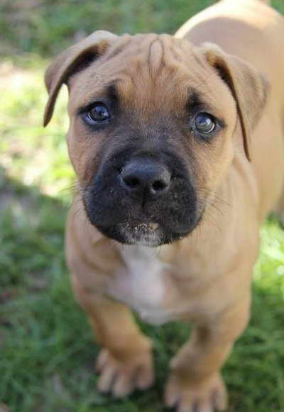 Staffordshire Terrier Mastiff Mix