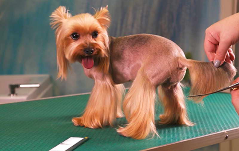 Terrier Dog Haircuts