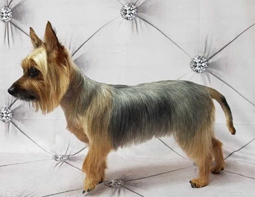 Terrier Haircut Styles