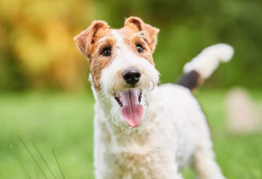 Terrier Mix Shedding