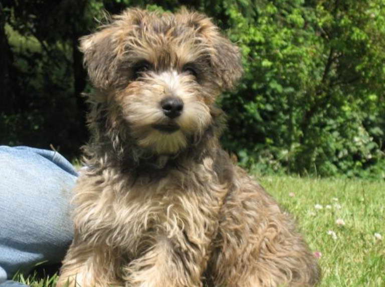 terrier poodle mix for sale