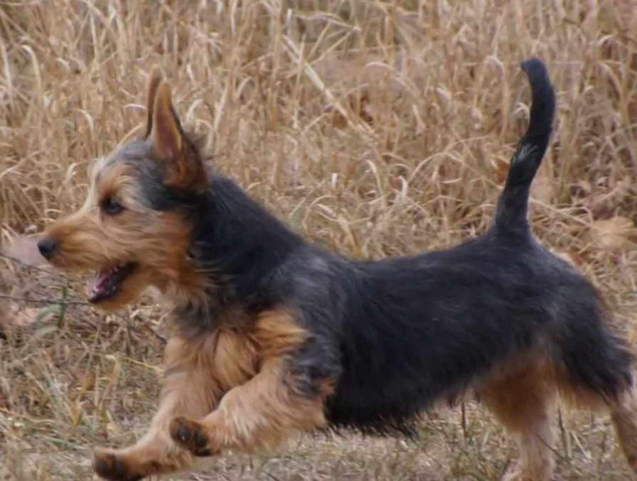 Terrier Tail