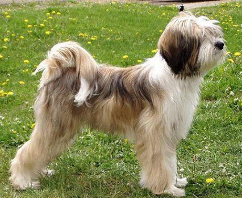 Terrier Tibetano