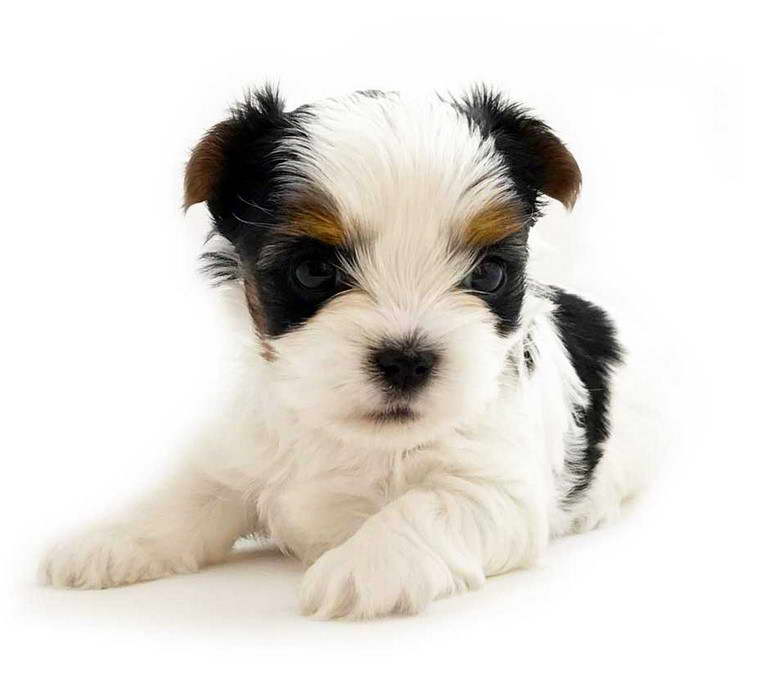 Terrier With Floppy Ears