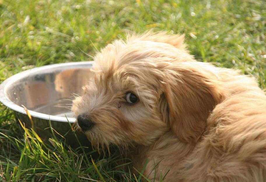 Tibetan Terrier Breeders California