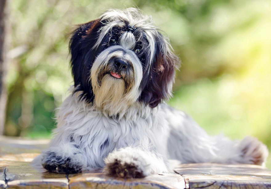 Tibetan Terrier Breeders New England