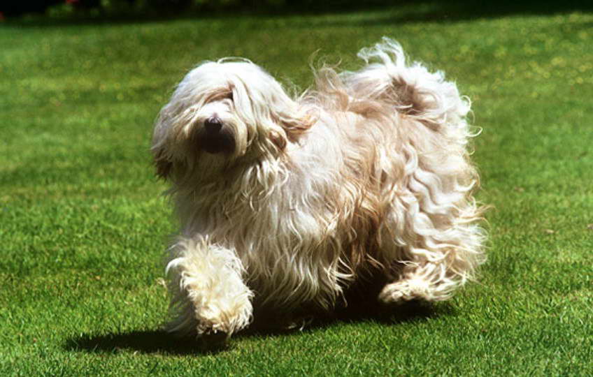 Tibetan Terrier Life Span