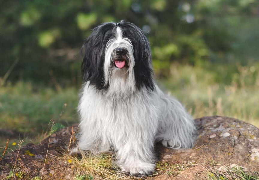 Tibetan Terrier Puppy Price