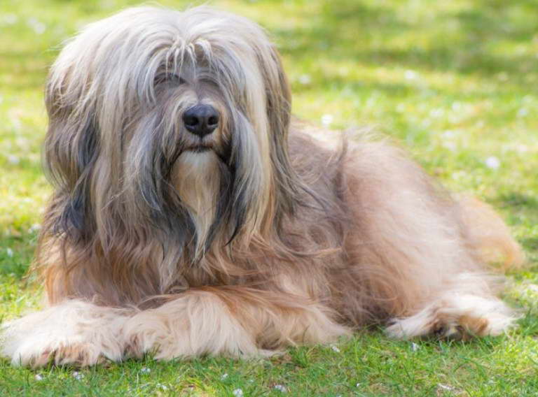 Tibetan Terrier Temperament