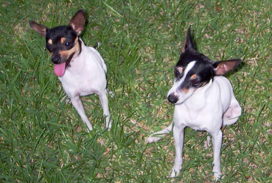 Toy Fox Terrier Black